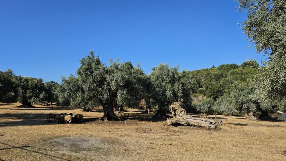 Palmyra Studios Κάβος Εξωτερικό φωτογραφία