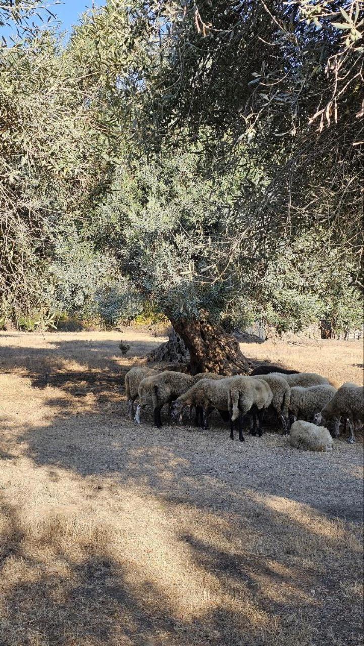 Palmyra Studios Κάβος Εξωτερικό φωτογραφία